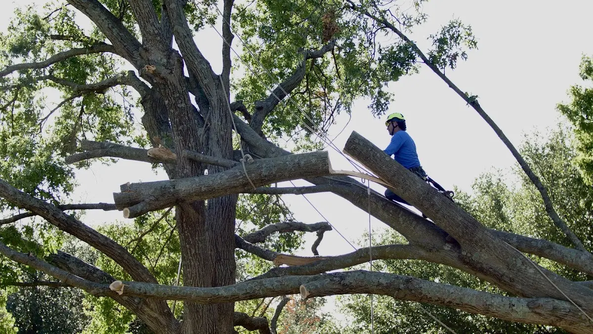 Professional Crown Thinning performed by certified arborists in North Branch